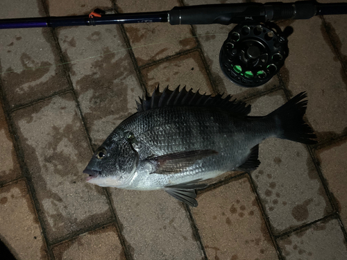 クロダイの釣果