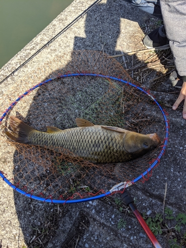 コイの釣果