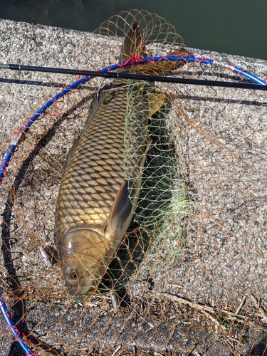 コイの釣果