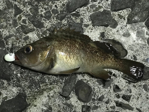 エゾメバルの釣果