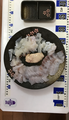 カワハギの釣果