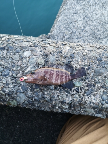 マハタの釣果