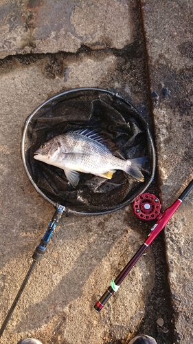 キチヌの釣果