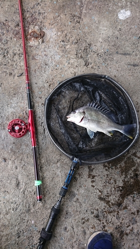 キチヌの釣果