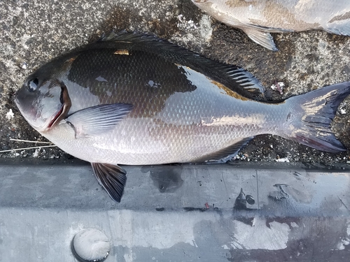 メジナの釣果