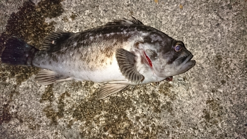 クロソイの釣果