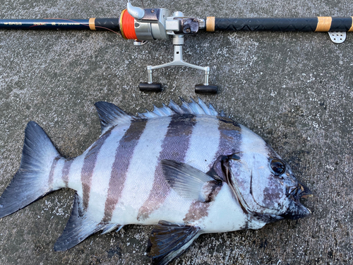 イシダイの釣果