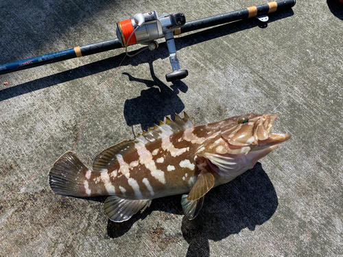 クエの釣果