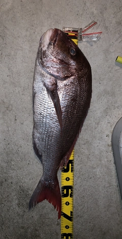 マダイの釣果