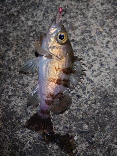 メバルの釣果