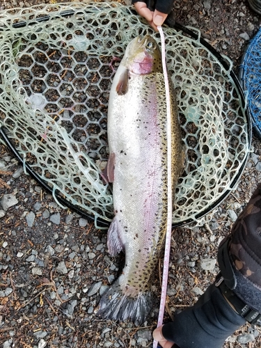 ヤシオマスの釣果