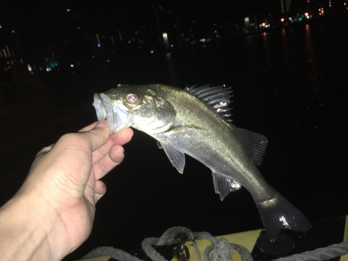 セイゴ（マルスズキ）の釣果