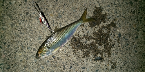 コノシロの釣果