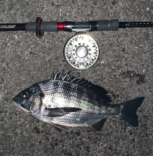 チヌの釣果