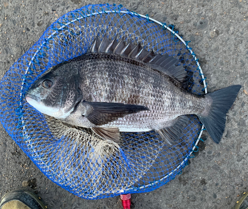 チヌの釣果