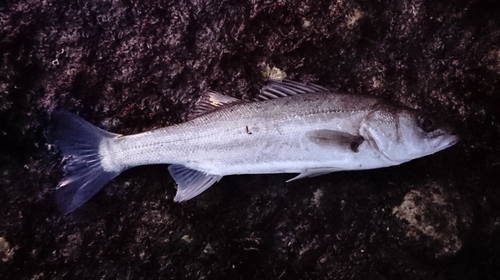 セイゴ（マルスズキ）の釣果