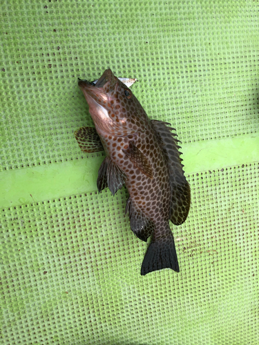 オオモンハタの釣果