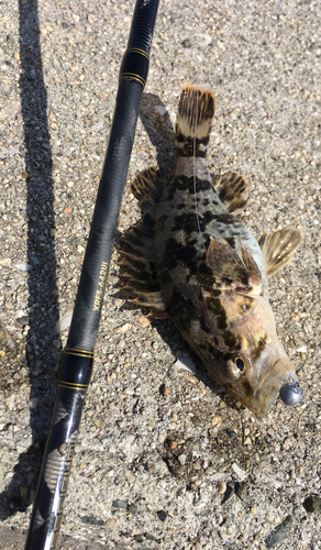 タケノコメバルの釣果