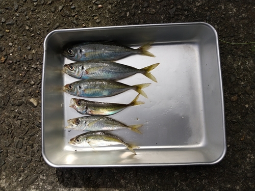 アジの釣果