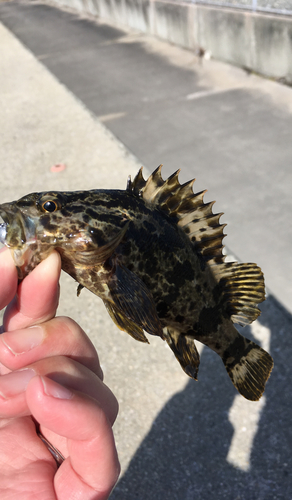 タケノコメバルの釣果