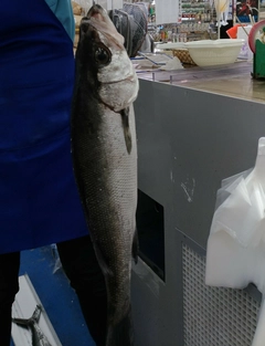 ヒラスズキの釣果