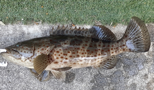 チャイロマルハタの釣果