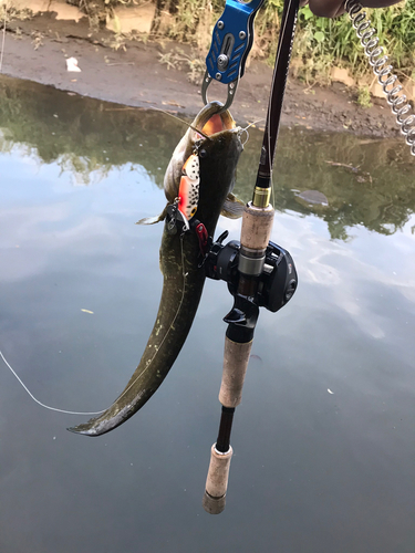 ナマズの釣果