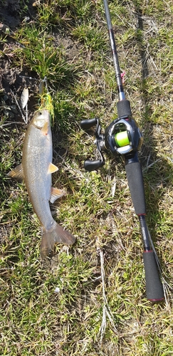 ウグイの釣果