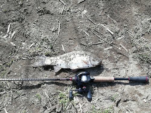 コイの釣果