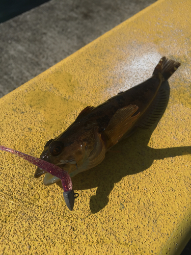 アナハゼの釣果