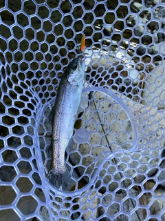 トラウトの釣果