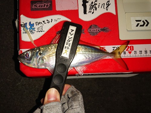 アジの釣果