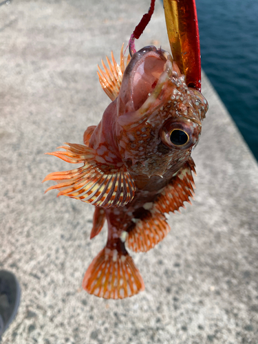 アラカブの釣果