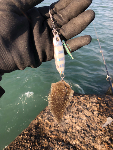 シタビラメの釣果