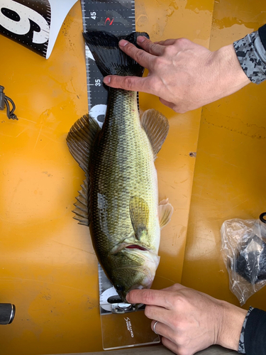 ブラックバスの釣果