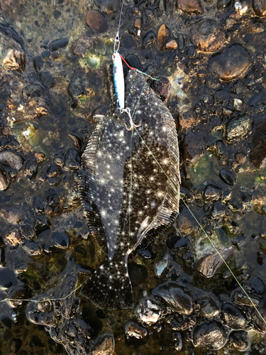 ヒラメの釣果