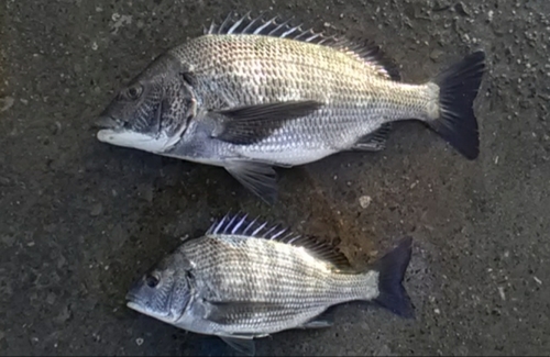 クロダイの釣果