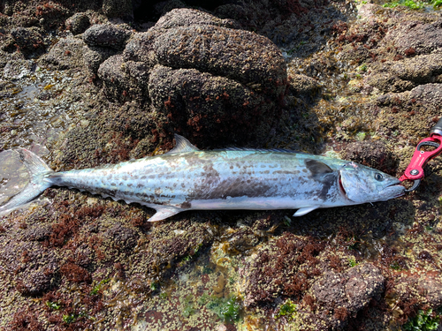 サワラの釣果