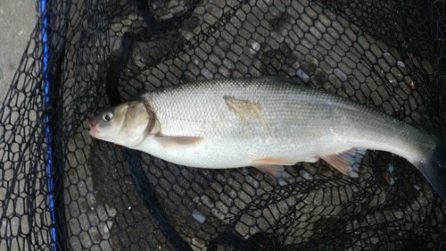 ウグイの釣果