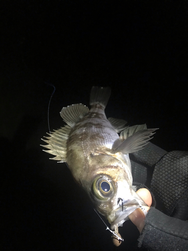 シロメバルの釣果