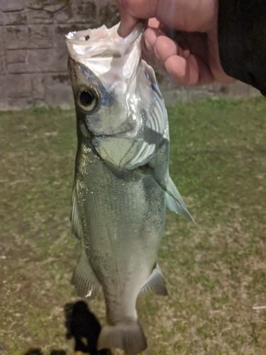 フッコ（ヒラスズキ）の釣果