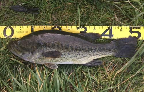 ブラックバスの釣果