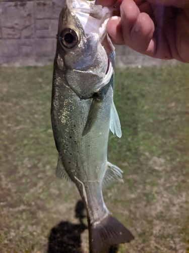 フッコ（マルスズキ）の釣果