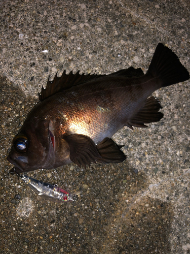 メバルの釣果