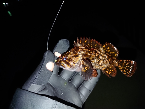 オウゴンムラソイの釣果