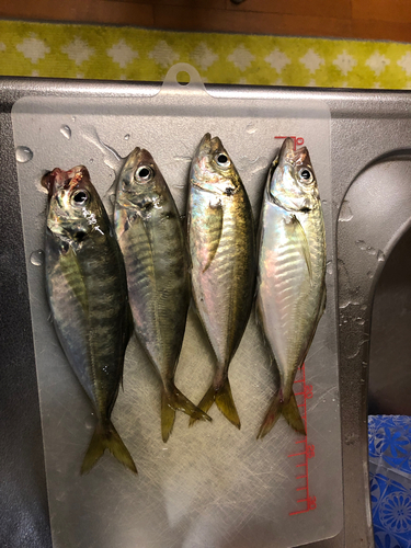 アジの釣果