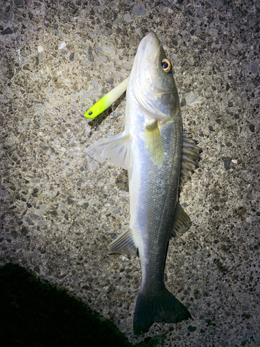 セイゴ（タイリクスズキ）の釣果