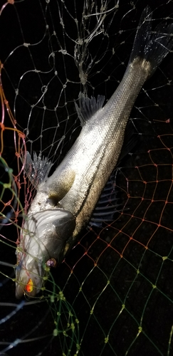 フッコ（マルスズキ）の釣果