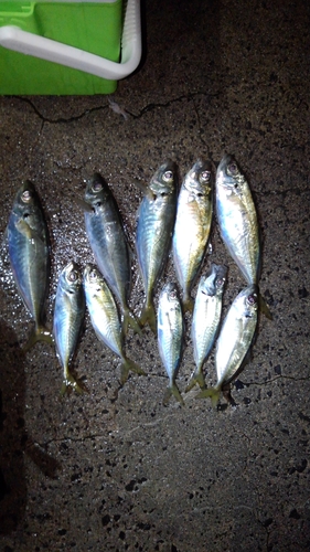 アジの釣果