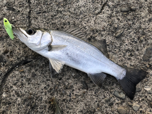 セイゴ（タイリクスズキ）の釣果